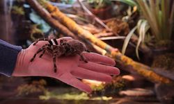 Böbrek Hasarına Karşı Tarantula Cubensis Sürprizi