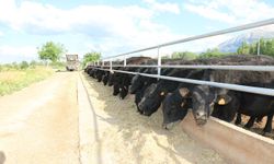 Erzincan’da Yem Bitkilerinde Tarihi Artış: Çiftçi ve Destek Bütçesi Katlandı