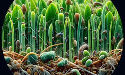 Doğadan Gelen Güç: Sinir Otu ve Işkın Otu Bilimsel Olarak Mercek Altında