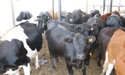 Erzincan’da Besilik Hayvan Askısı Başladı