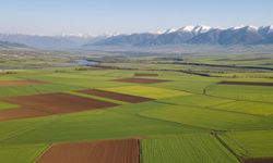 Hisseli Tarlada Paylaşım Kuralı Değişti