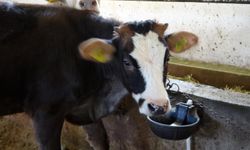 Erzincan'da Hayvanlara Ultrasonla Gebelik Tespiti Yapıldı