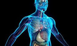 İnsan Vücudu: İçimizdeki Kusursuz Altyapı Ağı