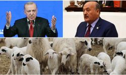 Karaman’dan Küçükbaş Müjdesi