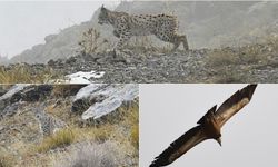 Kemaliye’de Vaşak ve Kızıl Akbaba Objektiflere Yansıdı