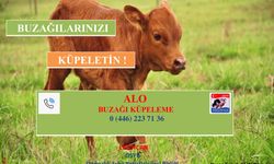 Erzincan DSYB’den Yetiştiricilere Çağrı: “Buzağılarınızı Küpeletin”