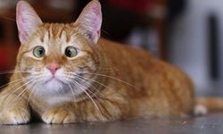 Serum Amiloid A, Ölüm Riskini Önceden Haber Verebilir mi?