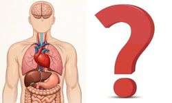 Vücudunuz Sessizce Uyarıyor: Hangi Organ Neye Tepki Veriyor?