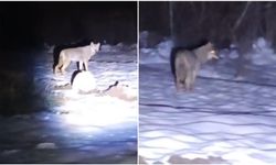 Aç Kalan Kurt Yerleşim Alanına İndi (VİDEO)