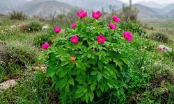 Erzincanlılar Dikkat! Çiçeği Koparmanın Bedeli 699 Bin Lira!