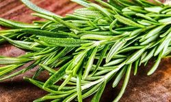 Biberiye Kokusu Hafızayı Güçlendiriyor