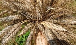 Geleceğin Süper Besini! Bin Yıllık Yerel Buğdaylarındaki Genetik Sırlar