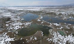 Kuşlar ve Şahinlerin  Yaşam Mücadelesi Drone Kamerasında (VİDEO)