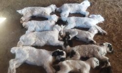 Erzincan’da Kuzu Ölümleri Sonrası Numuneler İncelemeye Gönderildi