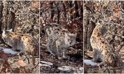 Kemah'ta Vaşak, Doğal Ve Sakin Davranışlarıyla Dikkat Çekti (VİDEO)