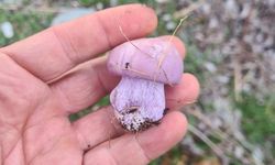 Erzincan'da Mantar Sezonu Başladı