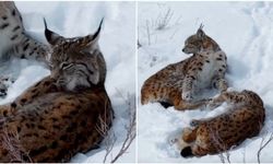 Erzincan’da Nadir Görülen Vaşaklar Kameraya Yakalandı (VİDEO)