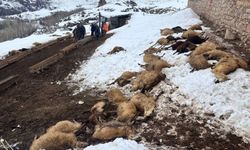 Kemah’ta Yem Zehirlenmesi Şüphesiyle 80 Koyun Telef Oldu (VİDEO)