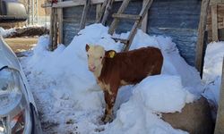Mollaköy ve Tepecik’te Küpeleme Çalışması