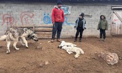 Erzincan'da Kuzu Ölümleri Endişe Yarattı: Üreticiler Yetkililerden Destek Bekliyor (VİDEO)