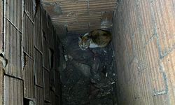 Mahsur Kalan Kedi İçin İtfaiye Seferber Oldu