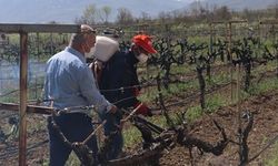 Çiftçilere Önemli Uyarı: Bordo Bulamacı Uygulama Zamanı