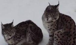 “Ormanın Hayaleti” Refahiye’de Görüntülendi (VİDEO)