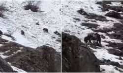Erzincan’da Yavru Ayıların Kar Üzerindeki Neşesi Kamerada (VİDEO)