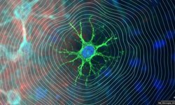 5G Hücrelerimizi Nasıl Etkiliyor?