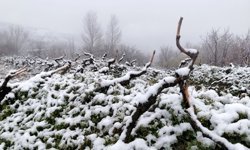 Beyaz Sürpriz: Bağlar Kar Altında