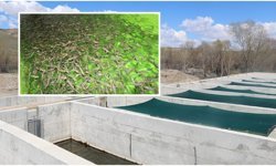 Çayırlı’da 25 Tonluk Üretim Planı