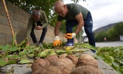 Erzincan’da Ceviz Üreticilerine Antraknoz Uyarısı