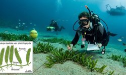 Denizlerin Yeni Gizemi! Yeni İstilacı Bir Tür Keşfedildi