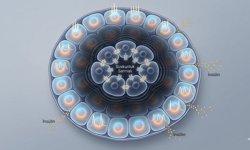 Diyabet Tedavisinde Devrimsel İletişim Hattı!