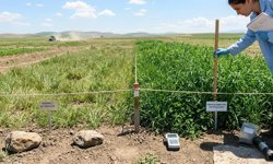 Doğal meralarda verim patlaması yaşatan bilimsel formül!