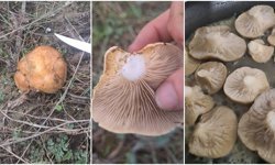 Erzincan Kırsalında Mantar Bereketi (VİDEO)