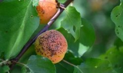 Erzincan’da Kayısı Üreticilerine Kritik Uyarı