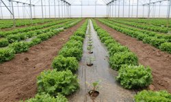 Erzincan’da Seracılıkta Çifte Üretim Modeli