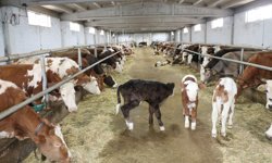 Erzincan’da Süt Üretiminden Katma Değere