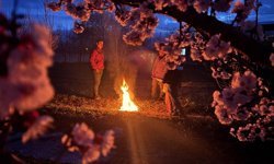 Erzincanlı Çiftçiler Çiçek Açan Ağaçlarını Ateşle Korumaya Çalışıyor (VİDEO)