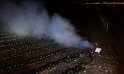 Don Tehlikesine Karşı Gece Mesaisi: Erzincanlı Çiftçiler Ürünlerini Dumanla Koruyor (VİDEO)