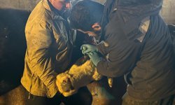 Çayırlı’da Hayvan Sağlığı Seferberliği