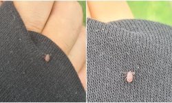 Kemah Pelitsırtı’nda Kene Paniği