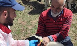 Kemah’ta hayvanlara sağlık taraması