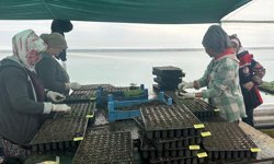 Erzincan’da Seralarda Fide Denetimi: Sağlıklı Üretim İçin Sıkı Kontrol