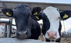 Erzincan’da Yetiştiricilere Suni Tohumlama Desteği