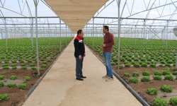 Erzincan’da Seracılıkta Yeni Model: Aynı Serada Çifte Üretim