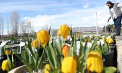 Ters Laleler Erzincan’ı Cazibe Merkezi Yapıyor (VİDEO)