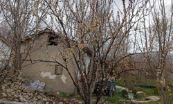 Erzincan'da kayısı çiçeklerine 'don' sürprizi