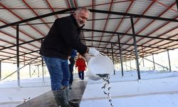 Ege’den Erzincan’a Uzanan Alabalık Yatırımı(VİDEO)